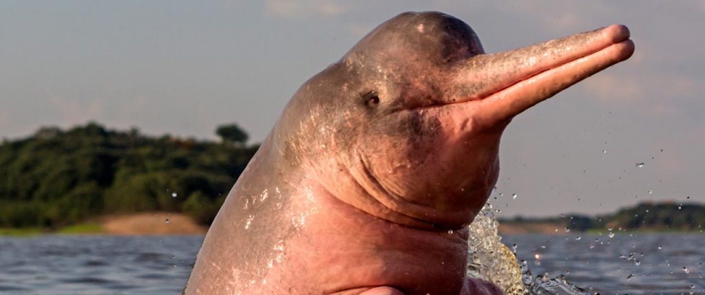 5 cosas que no te puedes perder del Amazonas