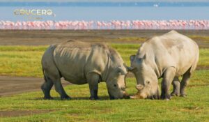 Parque Nacional Lago Nakuru