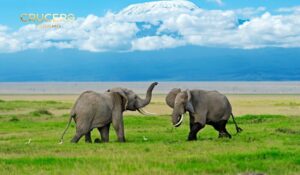 Parque nacional de Amboseli